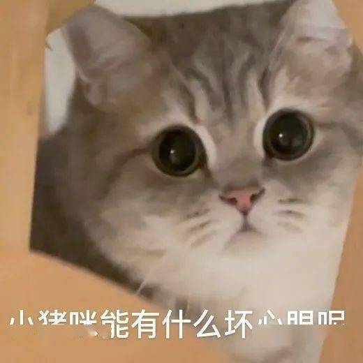 小猫咪能有什么坏心眼呢