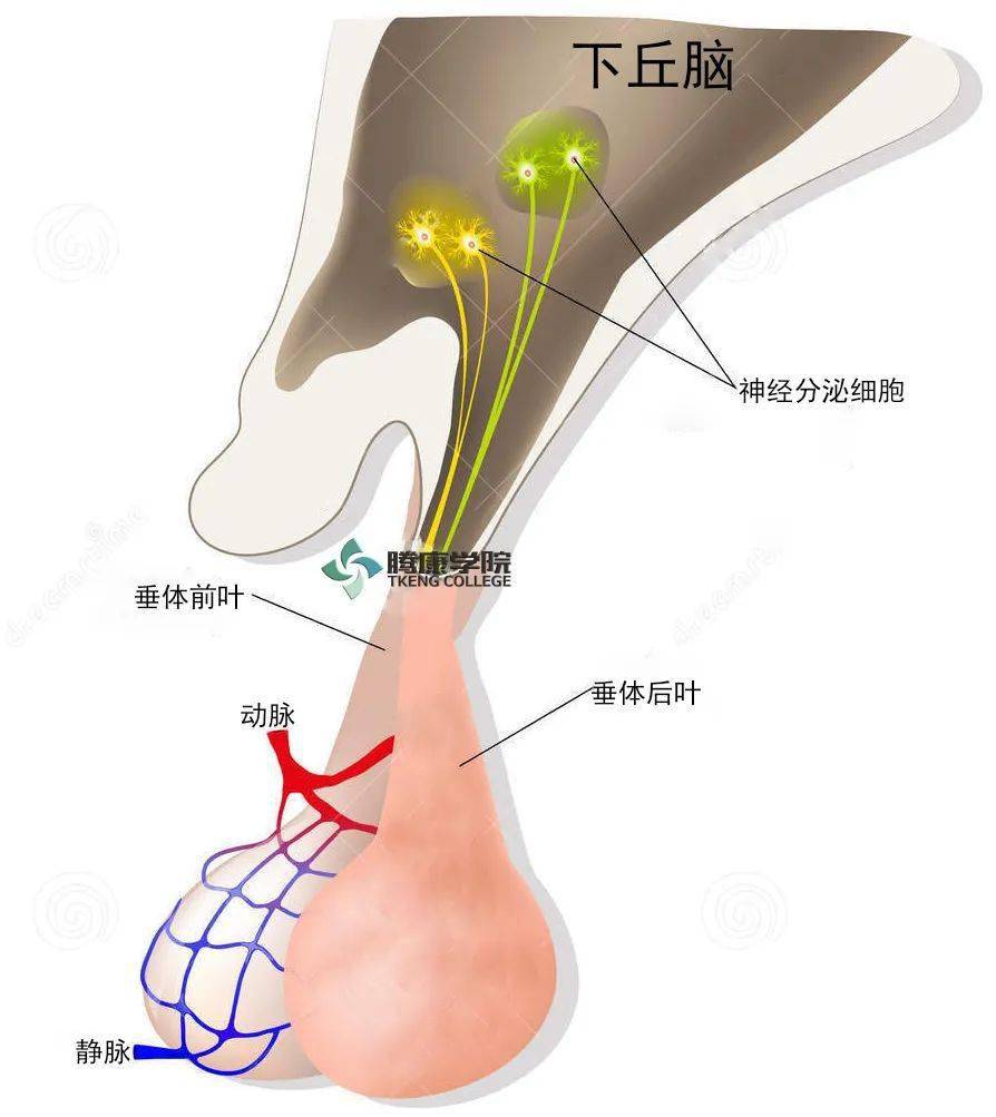 下丘脑垂体位置解剖图图片