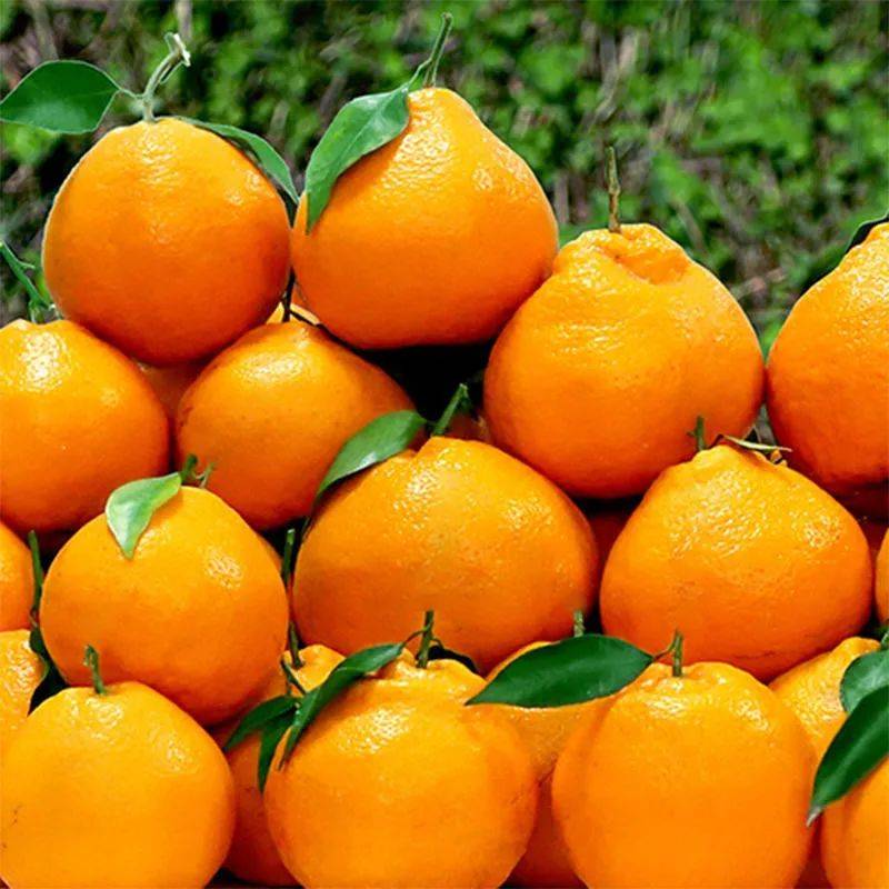 甜蜜,细嫩无比细嫩的果肉和果汁在翻动剥皮放进嘴里摸起来趴趴的捏