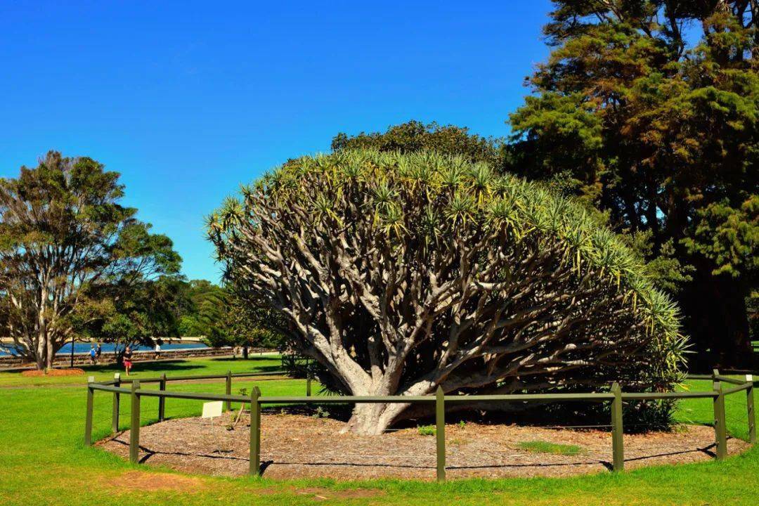 科普神奇植物种在澳土著文化中