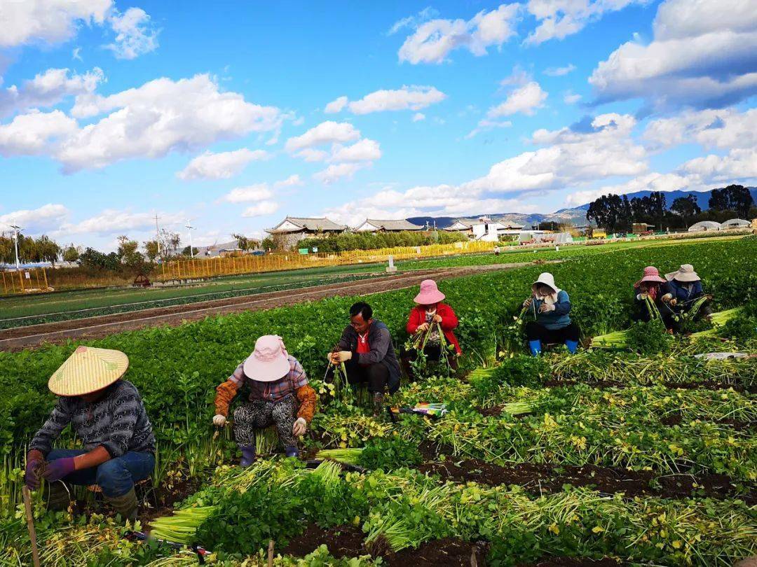 采收蔬菜 陈佳 摄在通海县原态蔬菜专业合作社种植基地,菜农们科技