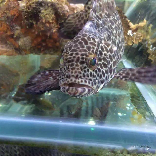 中国最昂贵的海鲜市场