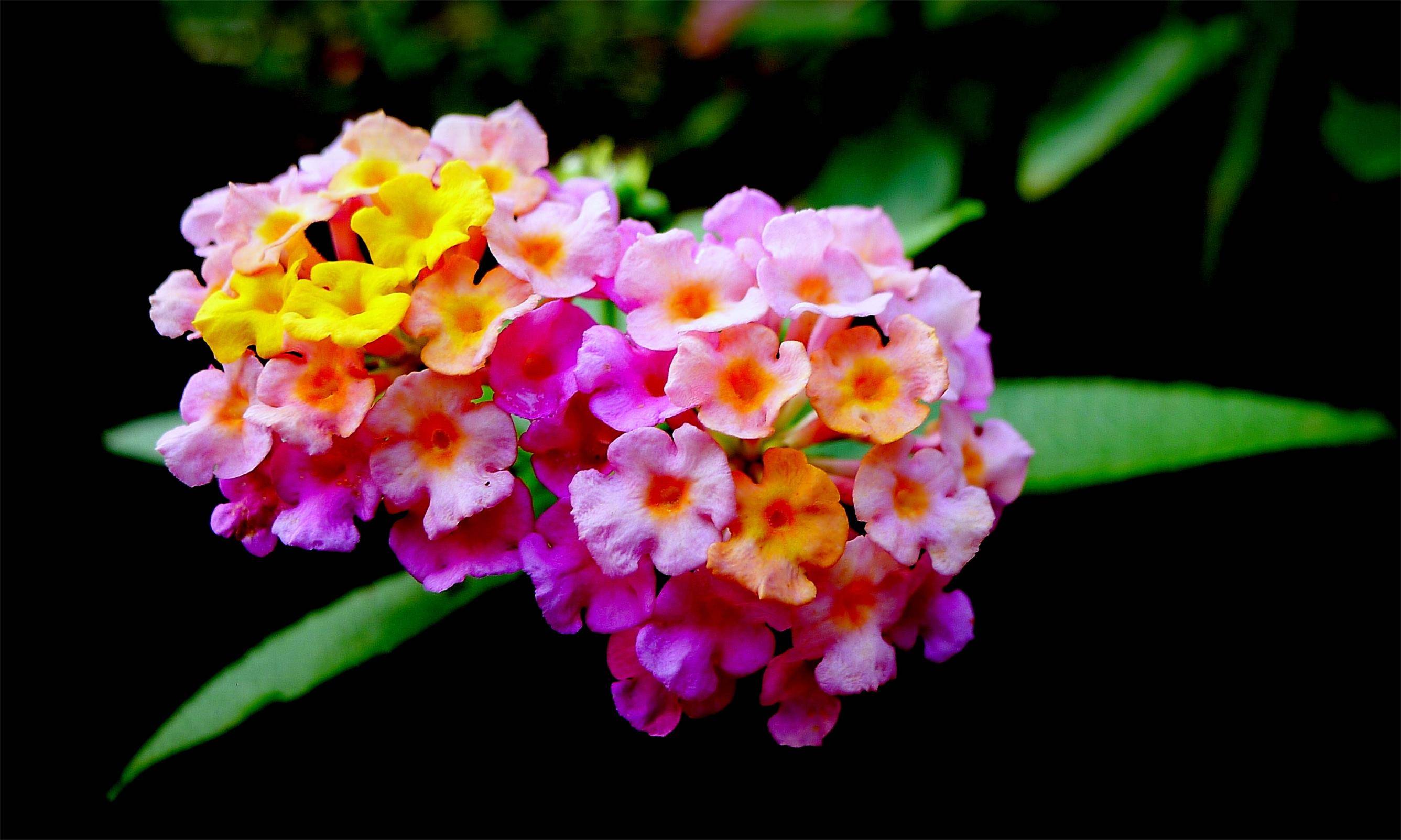 五色梅刚长出来的花蕾,二三十个密集成团,像高高举起的一个个小拳头似