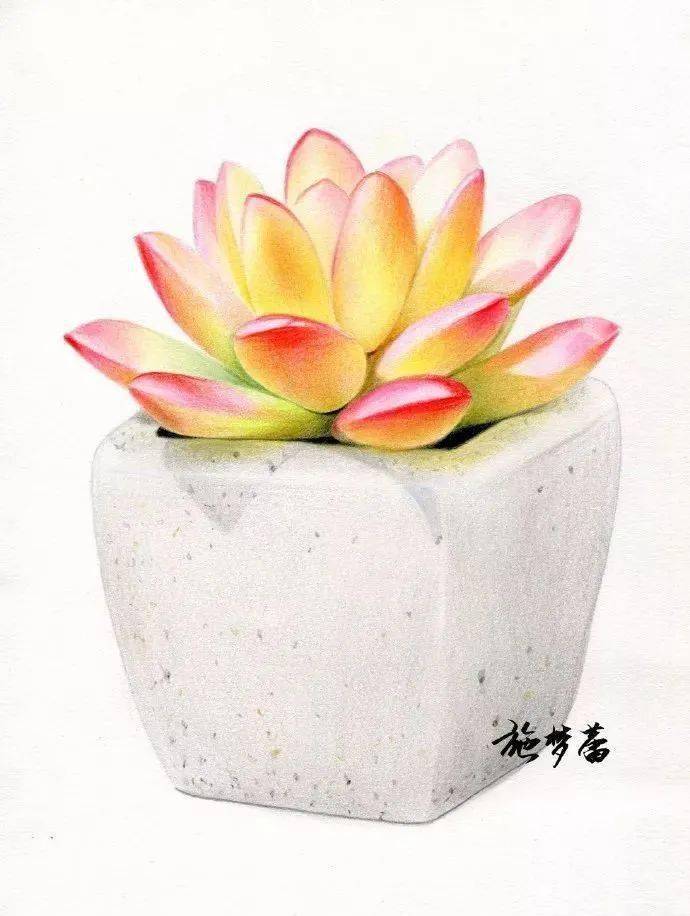 彩铅教程彩铅多肉教程简单极啦