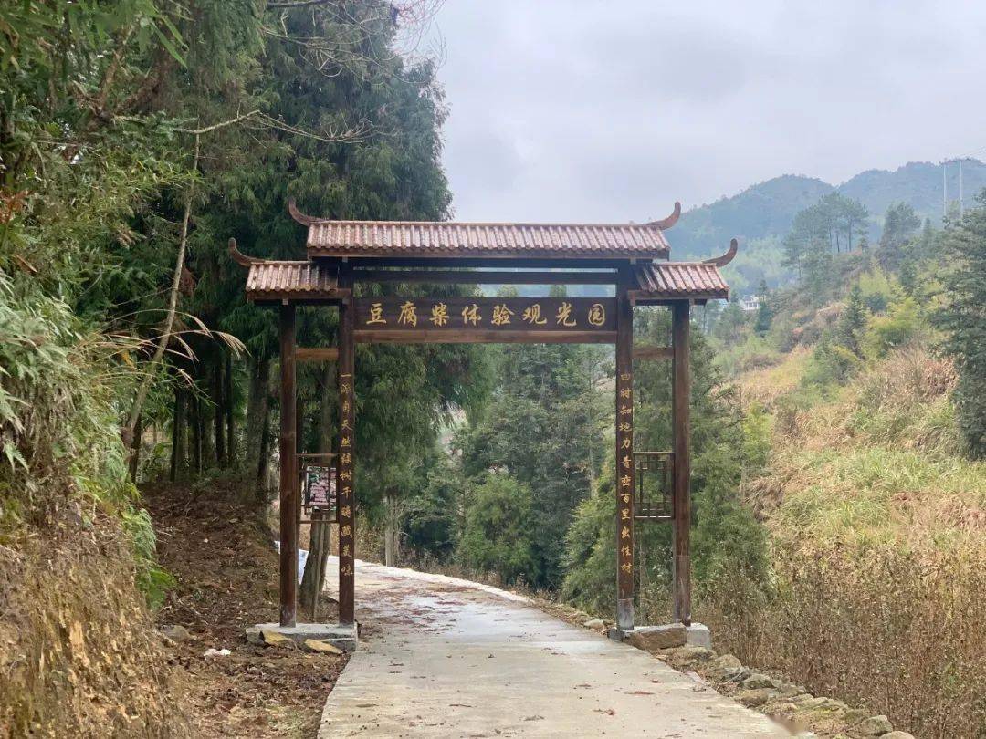 开门一件事仕阳镇严山村发展豆腐柴产业链勾勒绿色发展蓝图