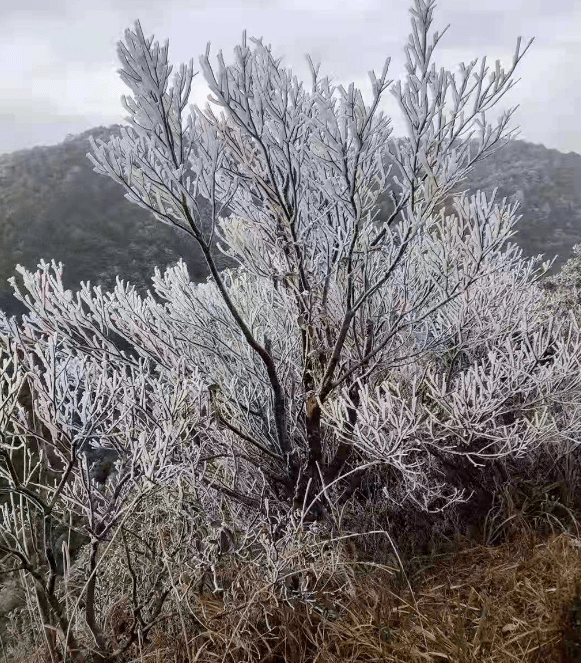 罗浮山结冰图片