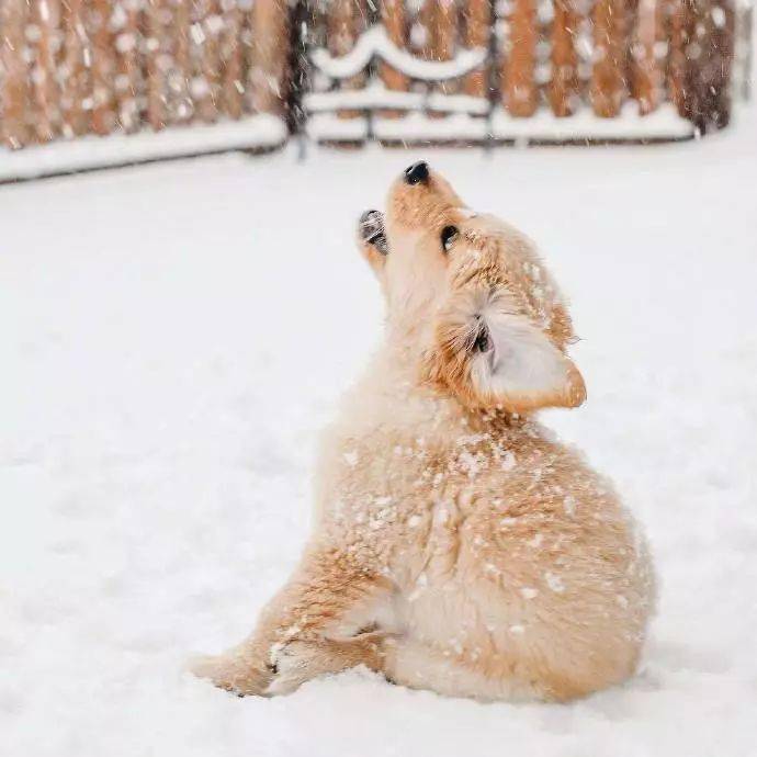 高清组图在雪中跃动的金毛狗子