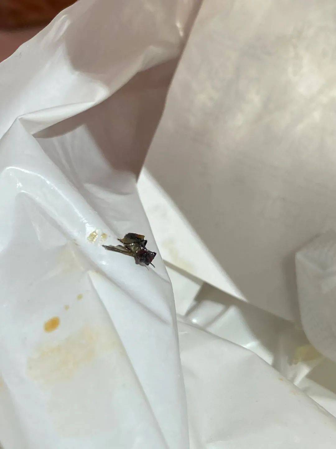 墨尔本city奶茶店喝出苍蝇