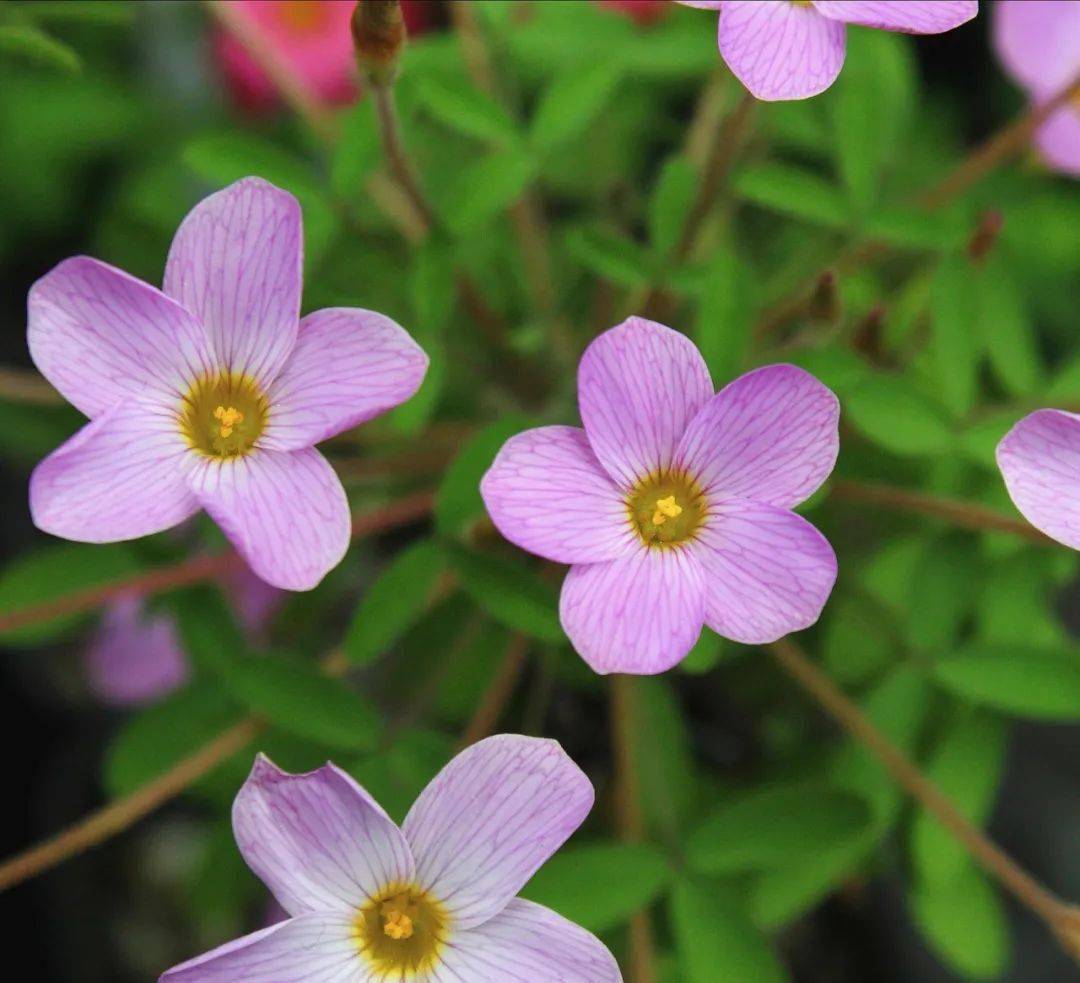 广义纤细类一般指剔除长发酢浆草 oxalis hirta)的所有多毛酢浆草