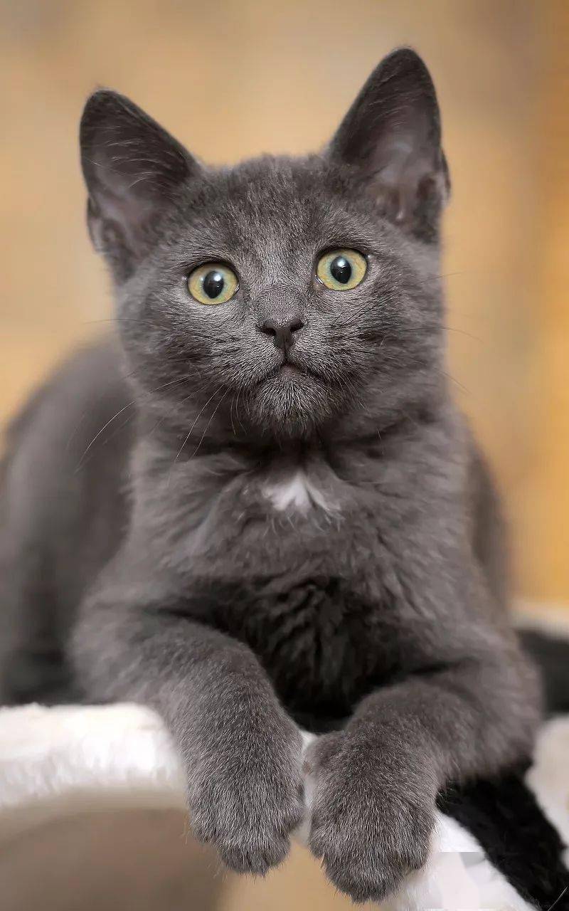 世界最昂贵的猫咪排行榜最高竟然要30万人民币