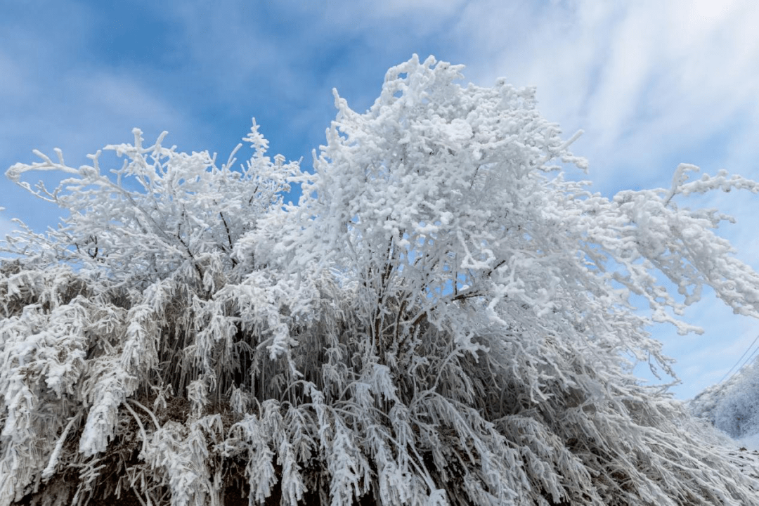 【今日分享】银装素裹,皑皑白雪,不放大招你都不知道乐山也有魅力雪景