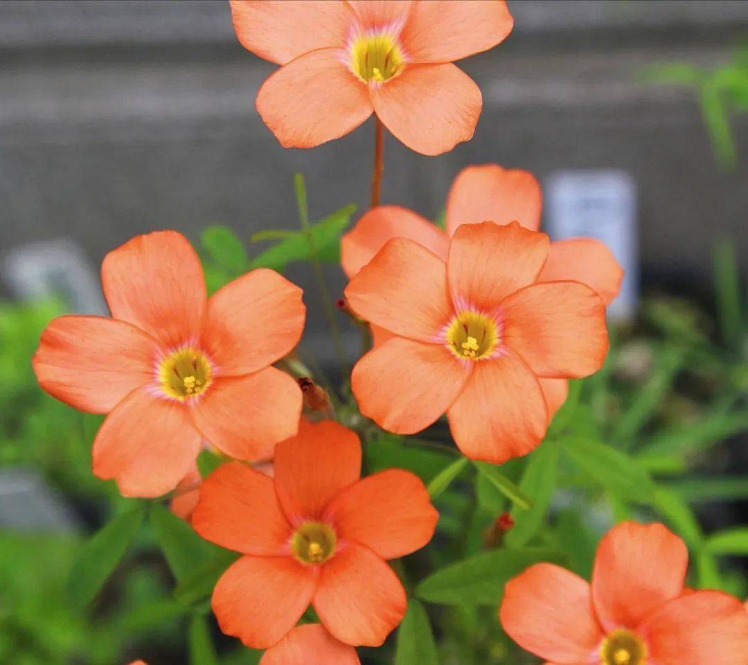 广义纤细类一般指剔除长发酢浆草( oxalis hirta )的所有多毛酢浆草