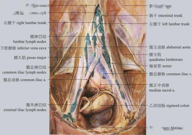 iliac lymph nodes圖6-69 髂淋巴結superficial lymphatic vessels