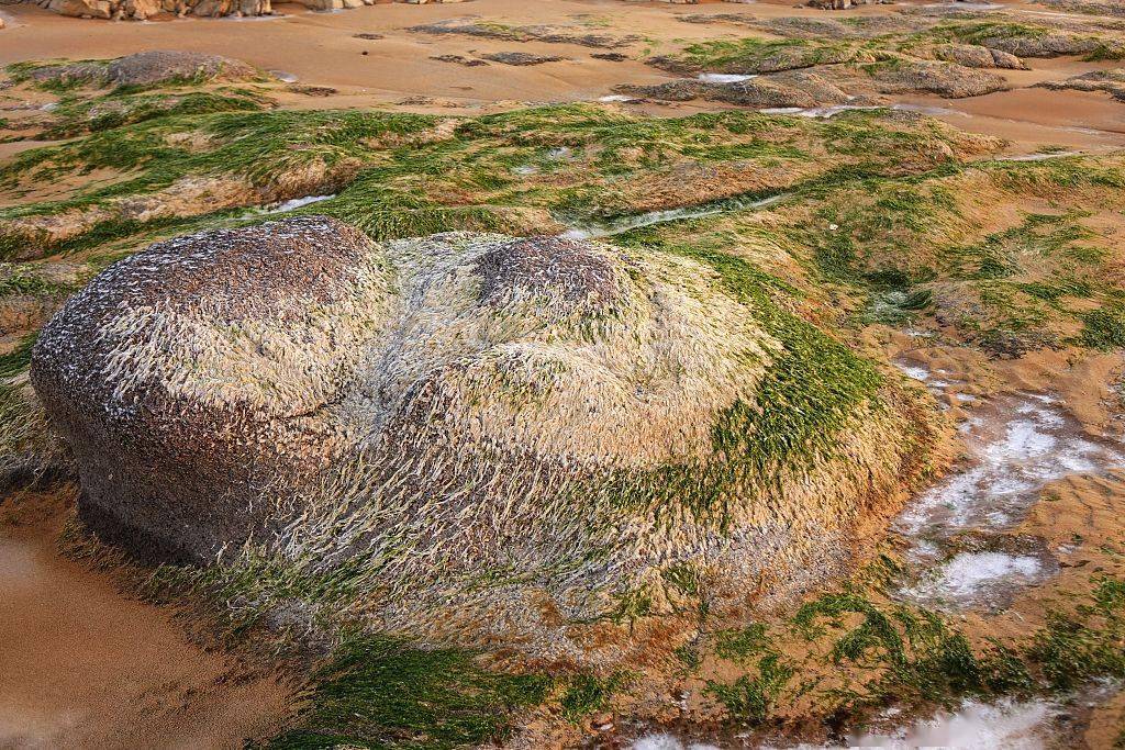 山东青岛：海藻结冰 景观独特