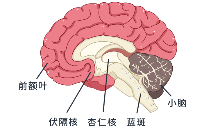 为什么你总是无法集中注意力做事容易走神的人大脑有何不同