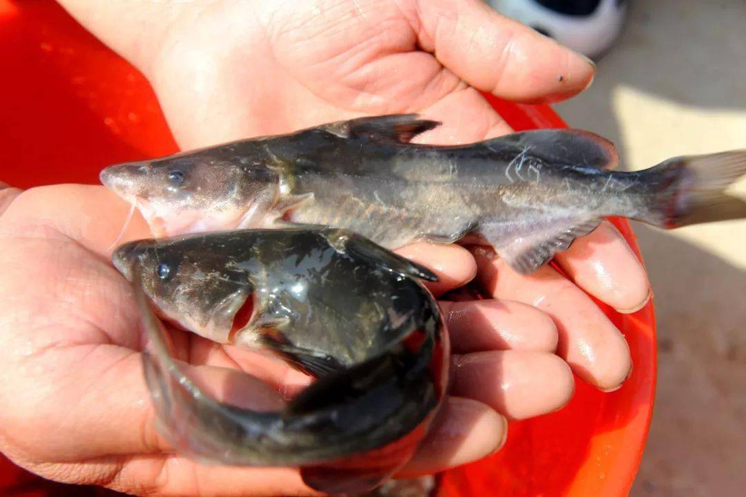 中國最貴的13種頂級食用魚_松江鱸魚