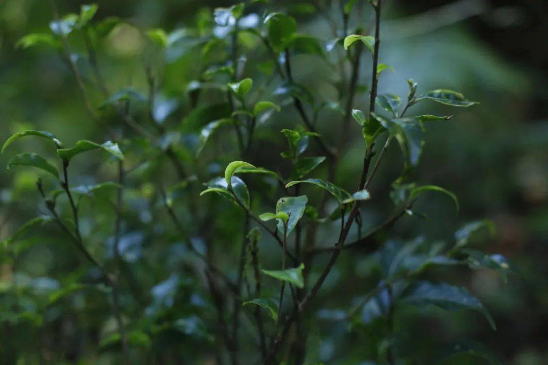书剑2020深山藏韵源自神秘而魅人的古域勐库邦马大雪山