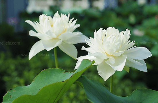 了解白莲文化意义和实用百科