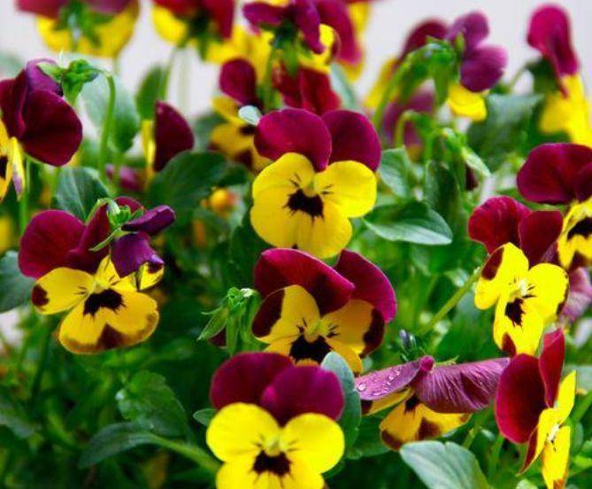 3种高颜值 网红花 有阳光就爆盆 给点水就疯长 太好养 开花