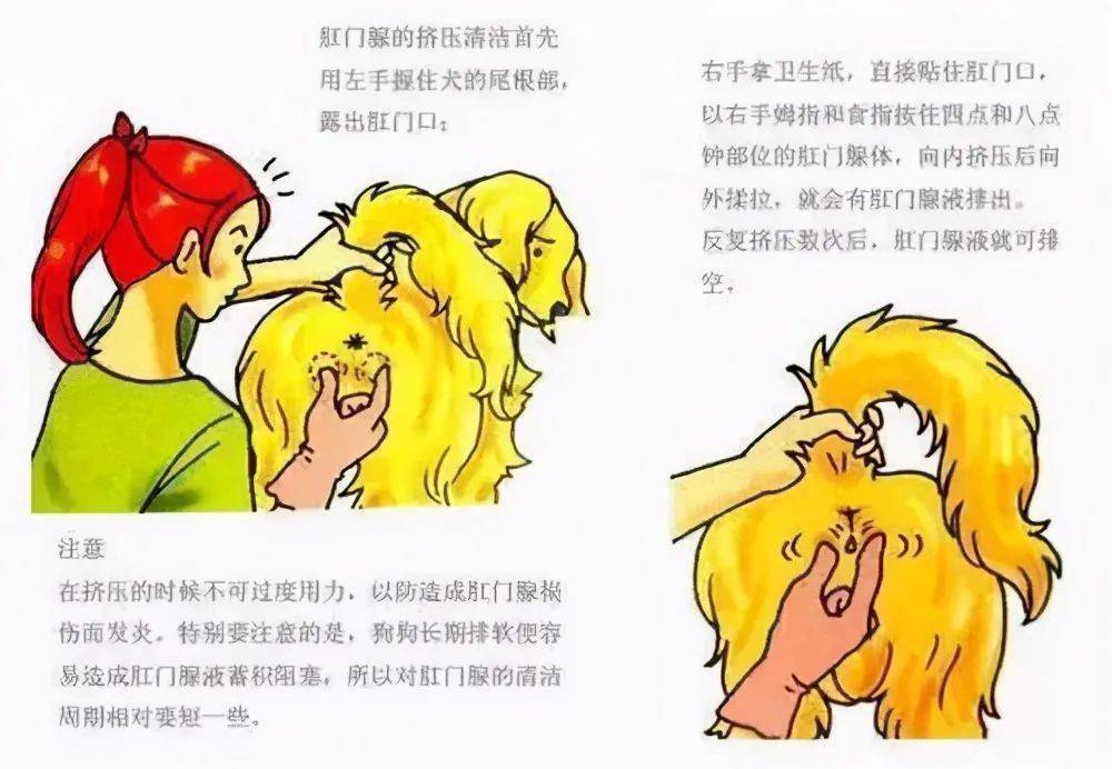 不会挤肛门腺怎么办图片