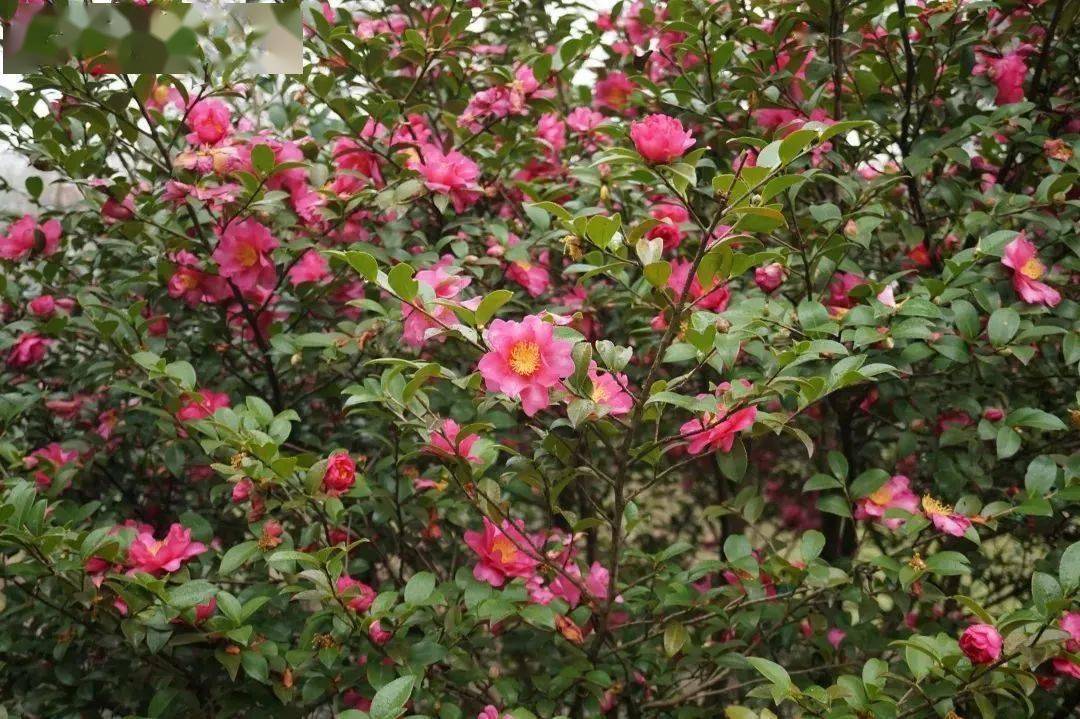 木兰山茶园灵峰明星林杭州植物园茶梅傲霜绽芳华