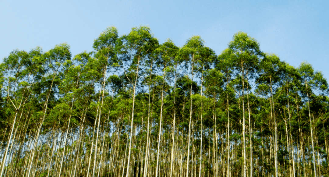 位于广西的人工林目前,金光集团app在广西拥有速生林基地近140万亩