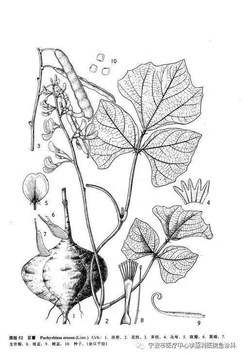 这个毛豆不一般一例豆薯种子中毒案例分享