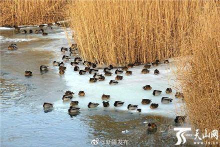 寒冬腊月大批水鸟聚集库尔勒孔雀河嬉戏觅食