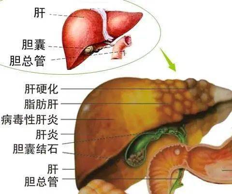 肝胆的位置图片图片