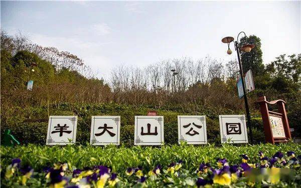 羊大山公园"腊梅先开花后长叶,一般来说,一枝腊梅叶量较少的,花开得就