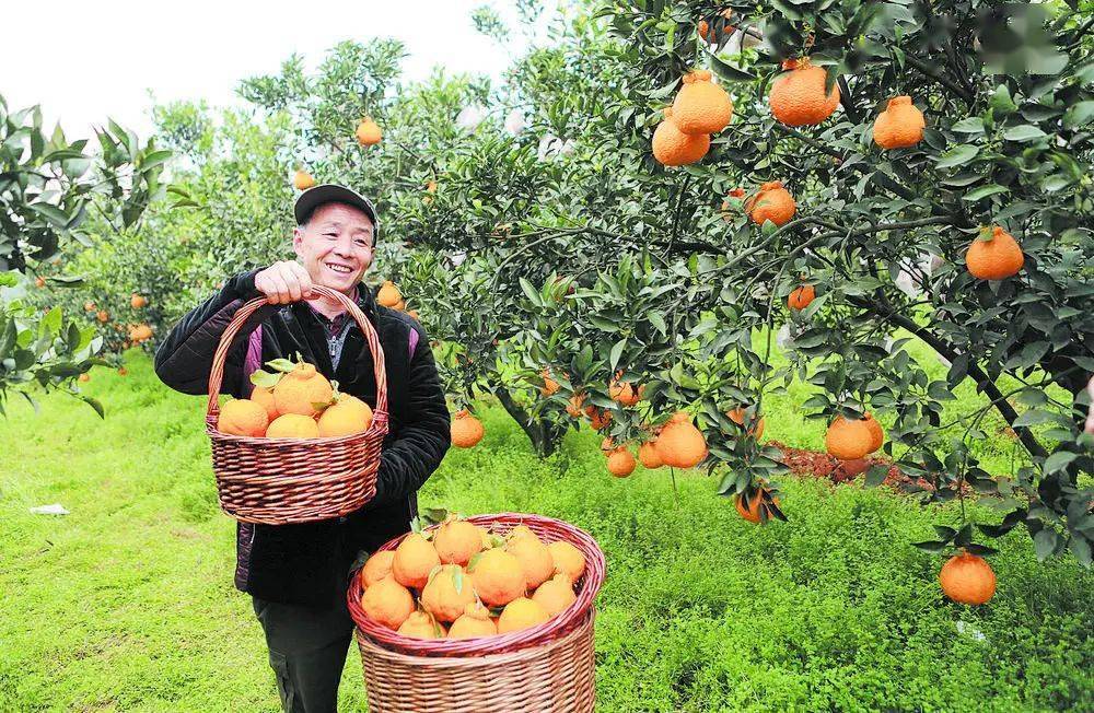 蒲江冬季特色美景,被人民网发布······_柑橘