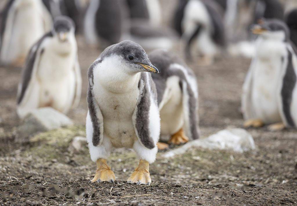 快乐的大脚!小企鹅运动四肢宛如翩翩起舞 动作笨拙可爱