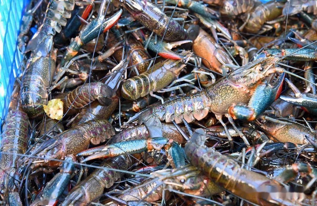 澳洲淡水龙虾或成养殖新宠