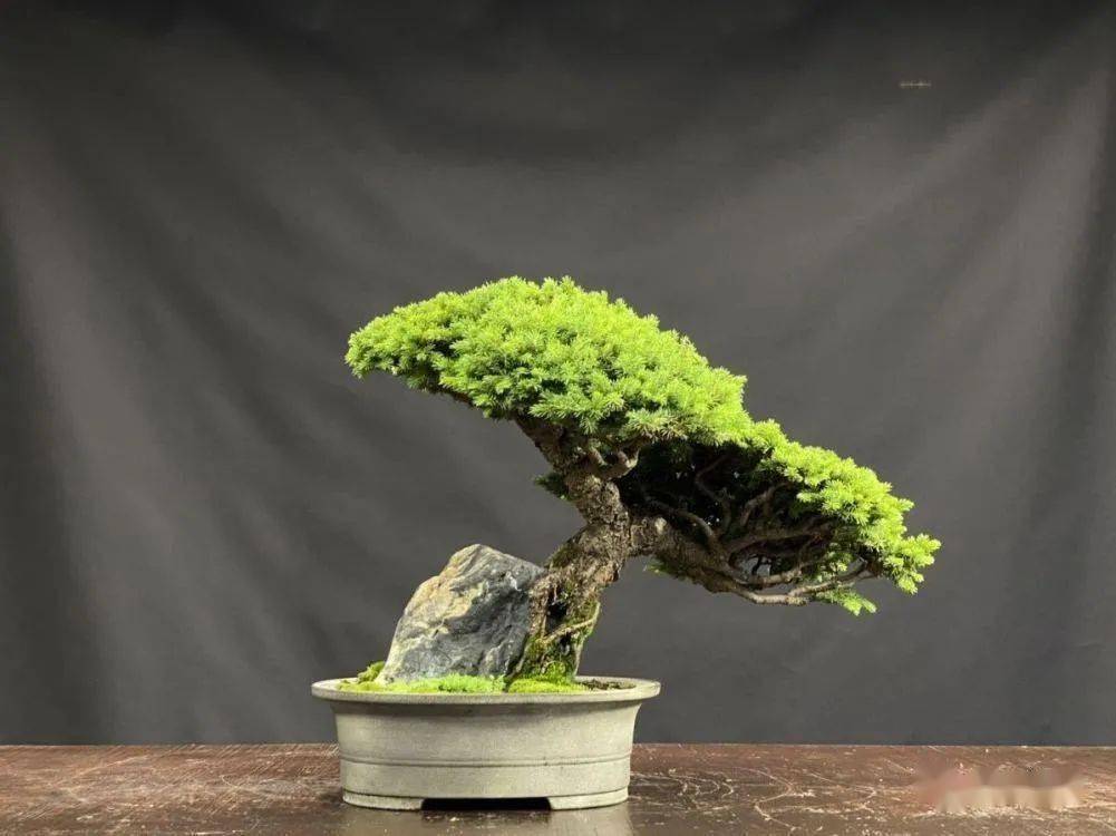 虾夷松盆景的制作与养护