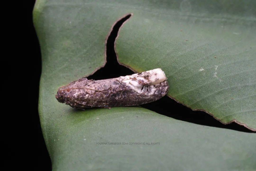 自然科普 | 這類讓捕食者望而卻步的生物,你見過嗎?_糞便