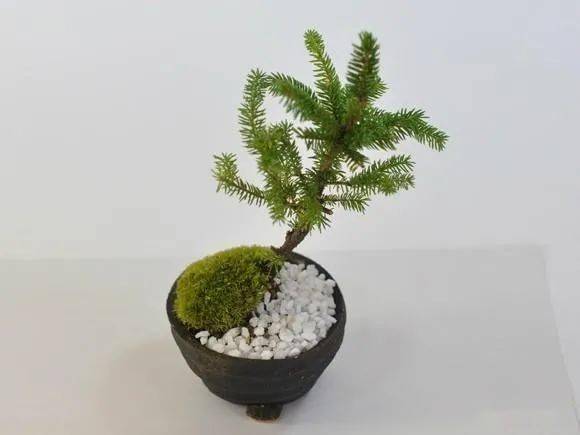 虾夷松盆景的制作与养护