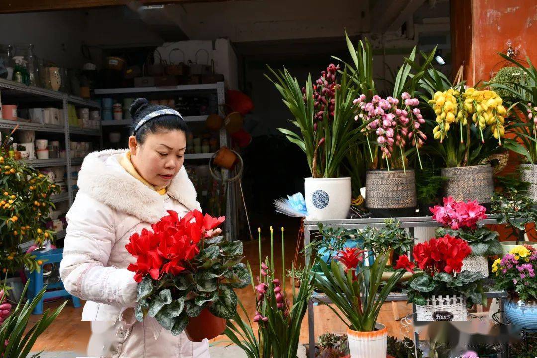 春节买年花来年一定发今年你准备了吗