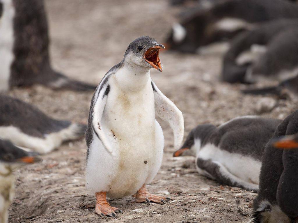 快乐的大脚!小企鹅运动四肢宛如翩翩起舞 动作笨拙可爱
