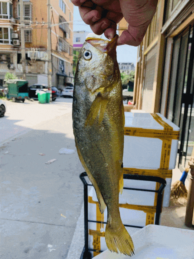 大黄鱼又名黄金龙,春节送礼寓意吉祥如意!