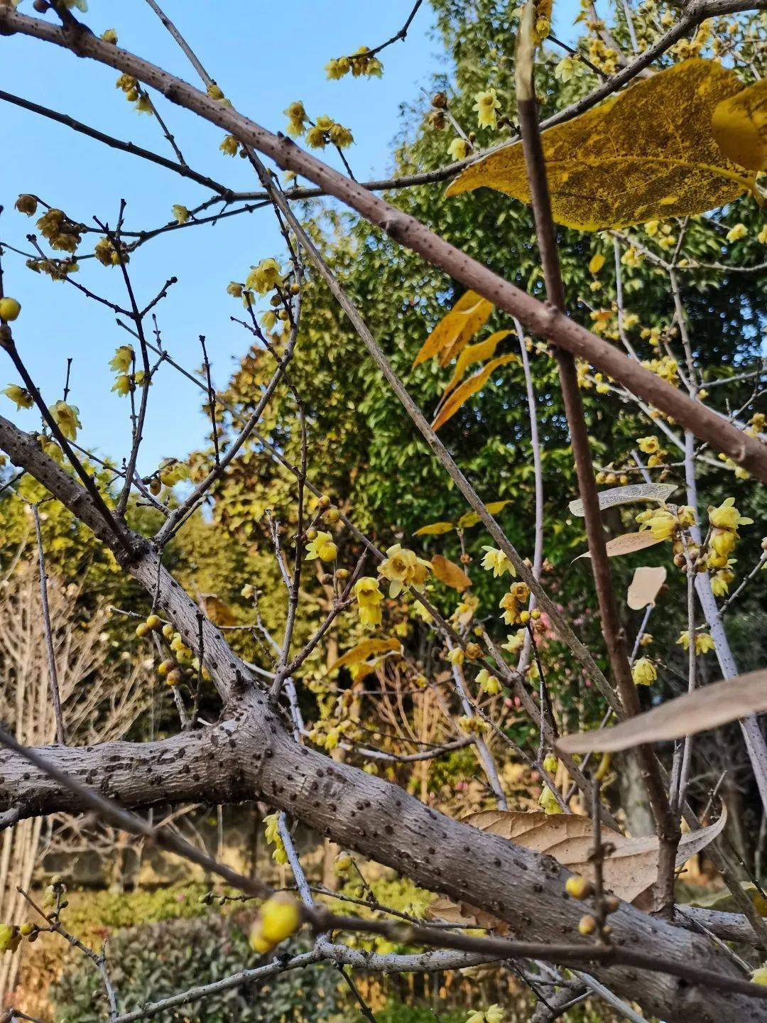 暗香浮动真香警告宁南金钟山景区腊梅已上线啦