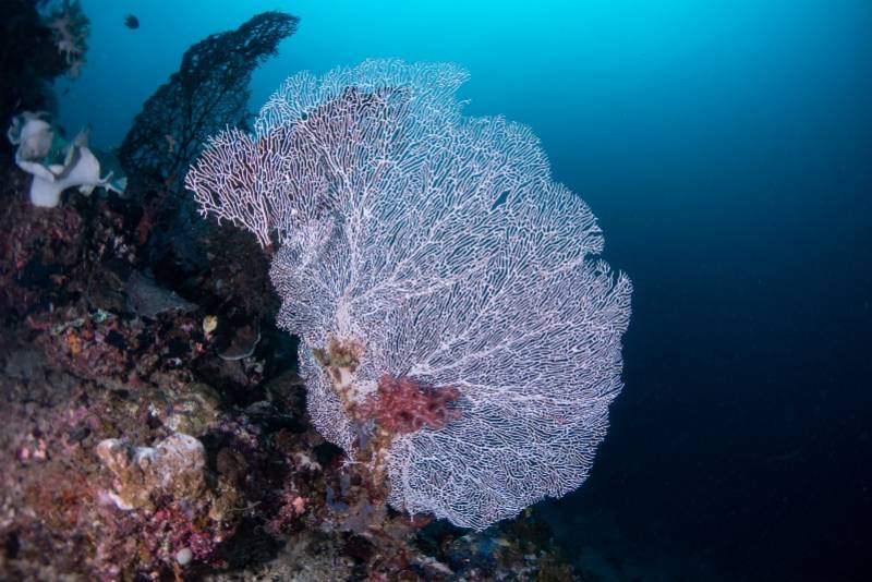 当我们处于寒冬时节远在赤道的海底世界是什么样子