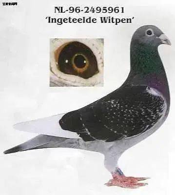 马林用了近20年时间创建了自己的鸽系一一van geel鸽系,它属于杨阿腾