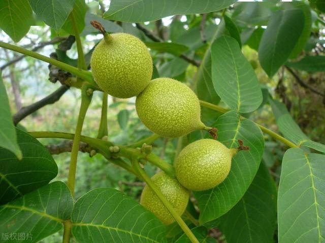 碧根果的種植和成長過程