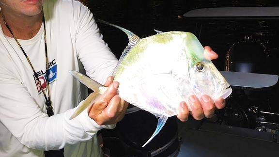 夜钓美味丝鯵鱼可惜了他们不会清蒸