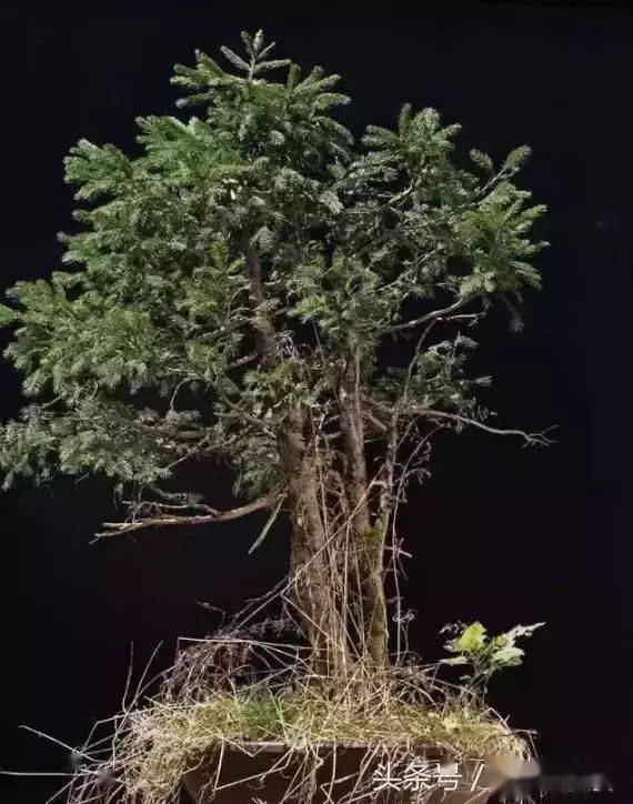 愛木盆景雙幹南洋杉盆景培養普通素材的華麗變身厲害