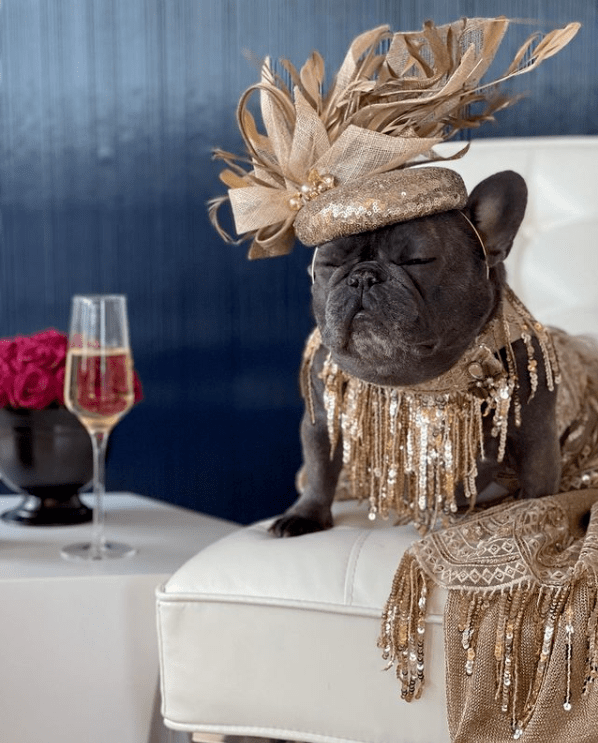 狗子也能继承3亿美元遗产?盘点全球最豪宠物!