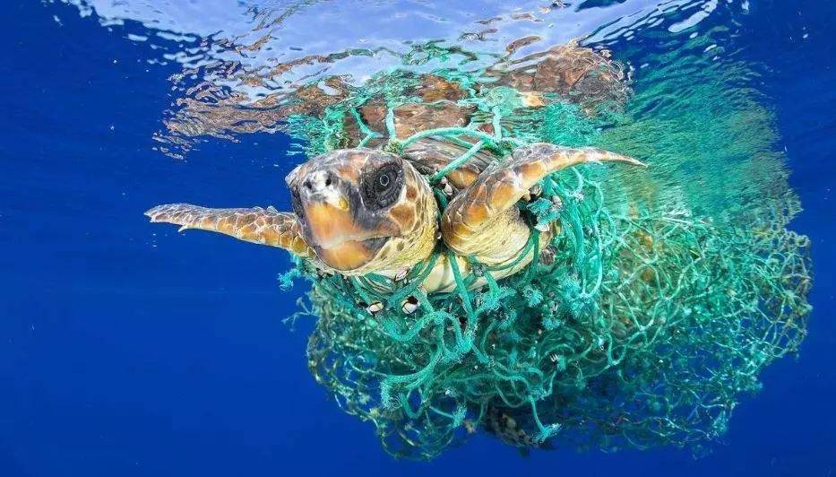 动物▽错把塑料垃圾当食物的北极熊▽被塑料圈勒到变形的海龟▽被人造