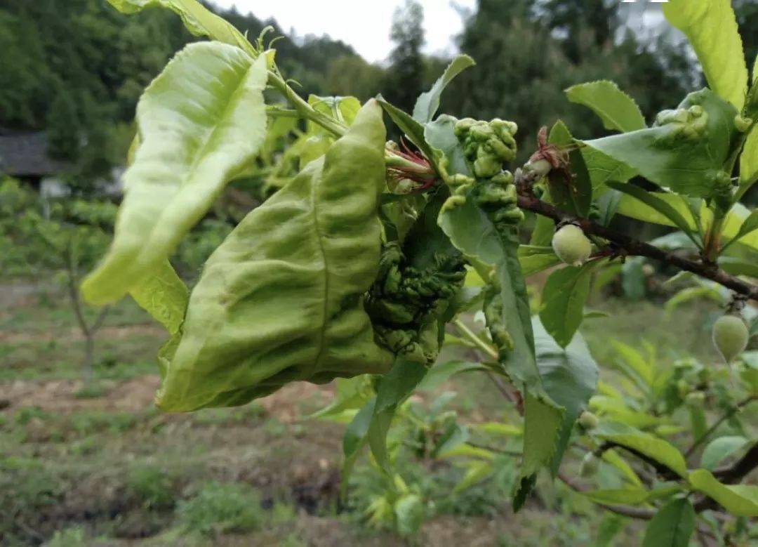 桃树病虫害梳理病害篇