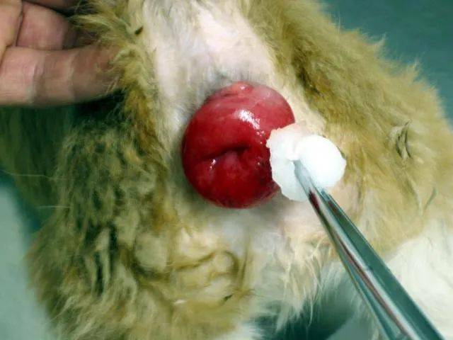 波杜早报 开启快乐养殖每一天