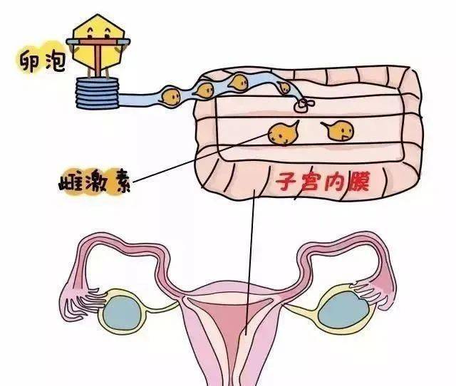 子宮內膜癌是女性生殖系統三大惡性腫瘤之一(還包括宮頸癌,卵巢癌).